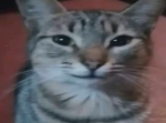 CheemsCat Offcial Group