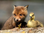 Fox and Duck Studios