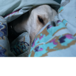 dogs are better than cats way better