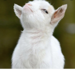 Goat fam la