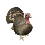 Turkey on Head