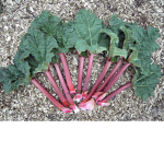 The Rhubarb