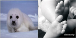 Human And Animal Baby Lovers