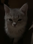 ILOVECATS22