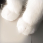 kittysins
