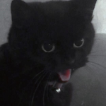 Kittens.<3