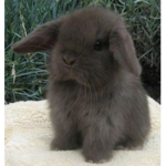 bunny ୨୧