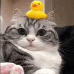 UwU UGC'S