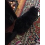 Puisk shop (da cat)