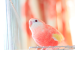 Cleo's Parakeet Clothing Store