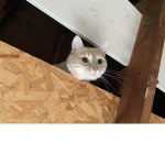 Cats legend