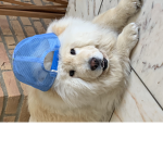 Dog likes robux