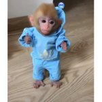 FUNNEE MONKEY