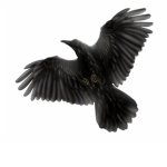 All The Birds