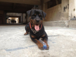 snoopy the rottweiler