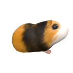 Guinea Pig Paul