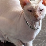Masya_CAT