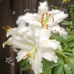 Flower citizens