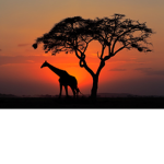 Wild Safaris