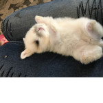 Ron the bunny