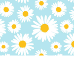 The colorful daisies