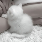 preciows