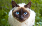 Siamese cats