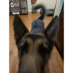 Chase my dog!
