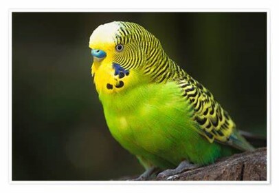 Bird shop