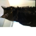 Cats United officiall