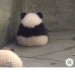 WE LIKE PANDAS :)