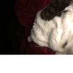 Pls join my kittens group