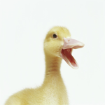 Ducky clothes.