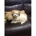 Puppies need love