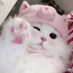 ୨ৎ Foreign Emotes ୨ৎ Group Thumbnail