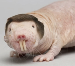 Them Rat Kids