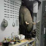 elephont