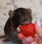 tHe rAt gAnG :>>