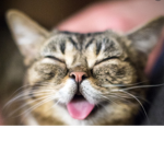 lil bub group!