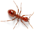 Amazing Ant Army