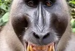 monkeys r cool lololooopoo