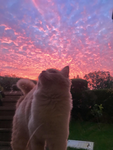 CATS FANS<3