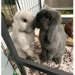 Just Bunnies <3