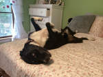 Puppies and Dogs group!