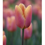 *- Tulips -*
