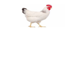 Chiken Feet