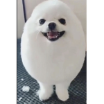 Egg dog GANG!!!