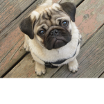 The pug gods of Robloxia