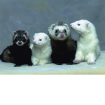 FerretGang