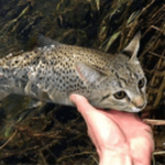 A Fishy Cooperation